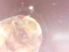 Corixoidea