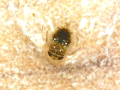 Corixoidea