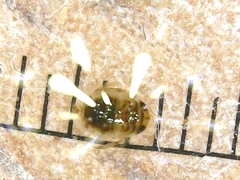 Corixoidea