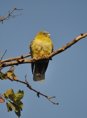 Treron phoenicopterus
