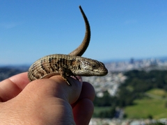 Elgaria coerulea coerulea