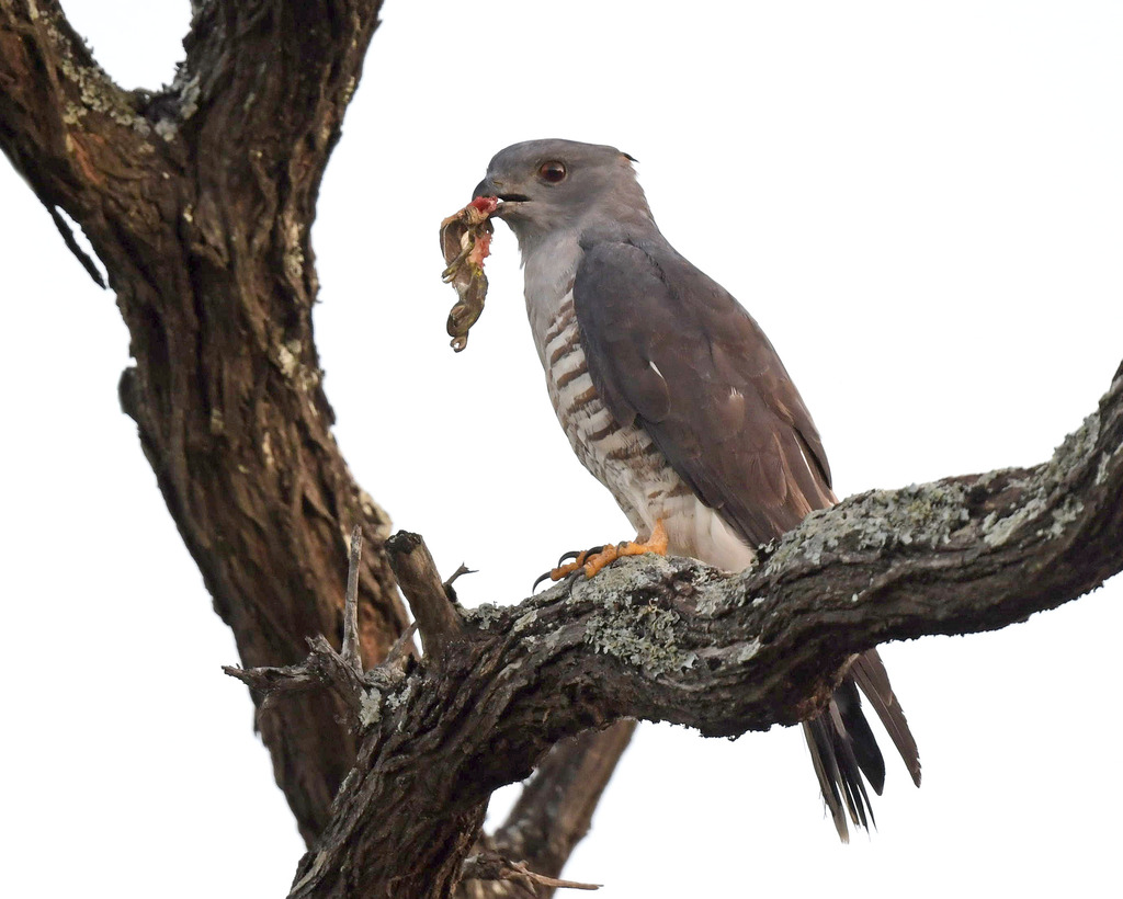 Bazas and Cuckoo-Hawks