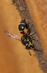 Paraleptomenes miniatus mephitis