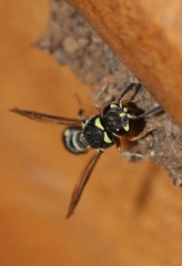 Paraleptomenes miniatus mephitis