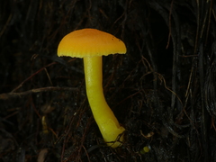 Hygrocybe elegans