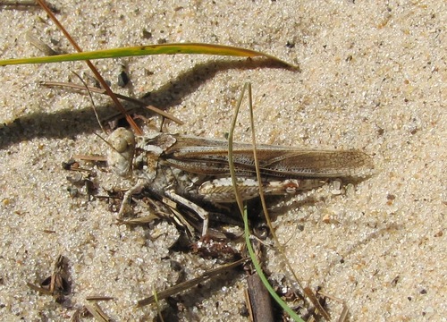 Lake Huron Locust photo 3