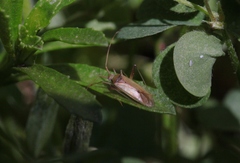 Creontiades rubrinervis