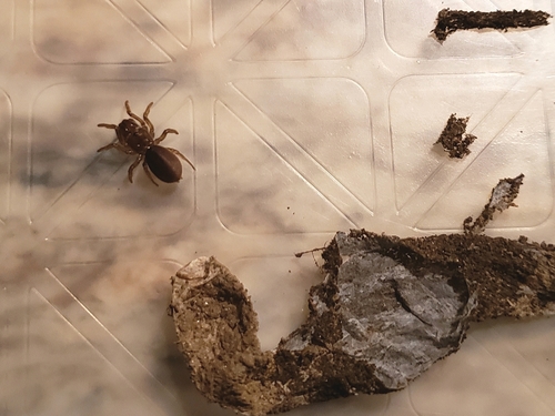Karsch's Purseweb Spider photo 2