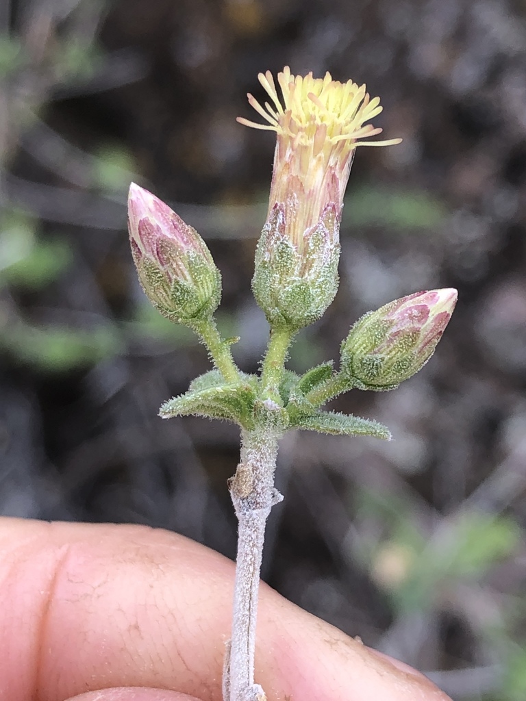 Brickellia brandegeei
