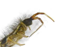 Orchesella flavescens