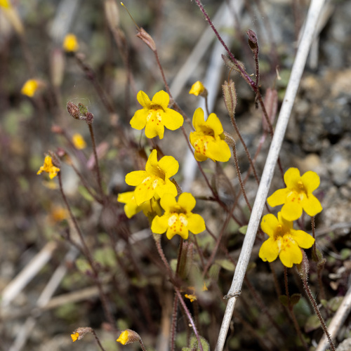Washington monkeyflower (Mimulus washingtonensis)