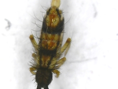 Orchesella flavescens