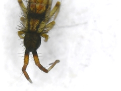 Orchesella flavescens