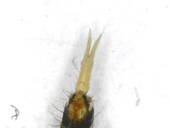 Orchesella flavescens