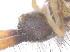 Orchesella flavescens