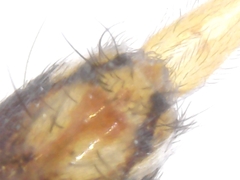 Orchesella flavescens
