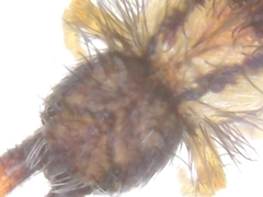 Orchesella flavescens
