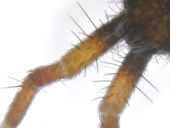 Orchesella flavescens