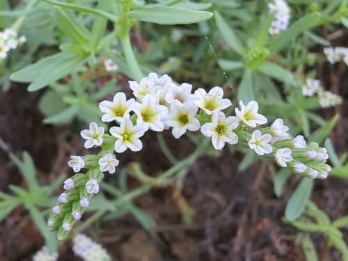 iNaturalist observation photo of alkali heliotrope