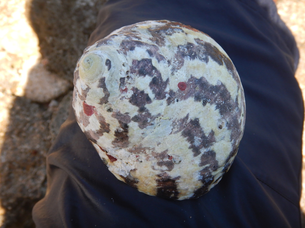 Cittarium