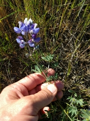 Lupinus nanus
