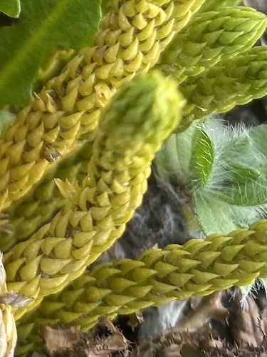 Eritrichium villosum, photograph 2