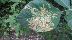 Image of Phyllocnistis liriodendronella