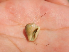 Columbella mercatoria