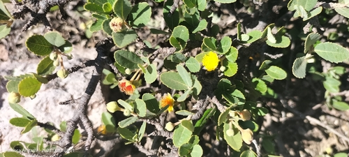 Pineda incana