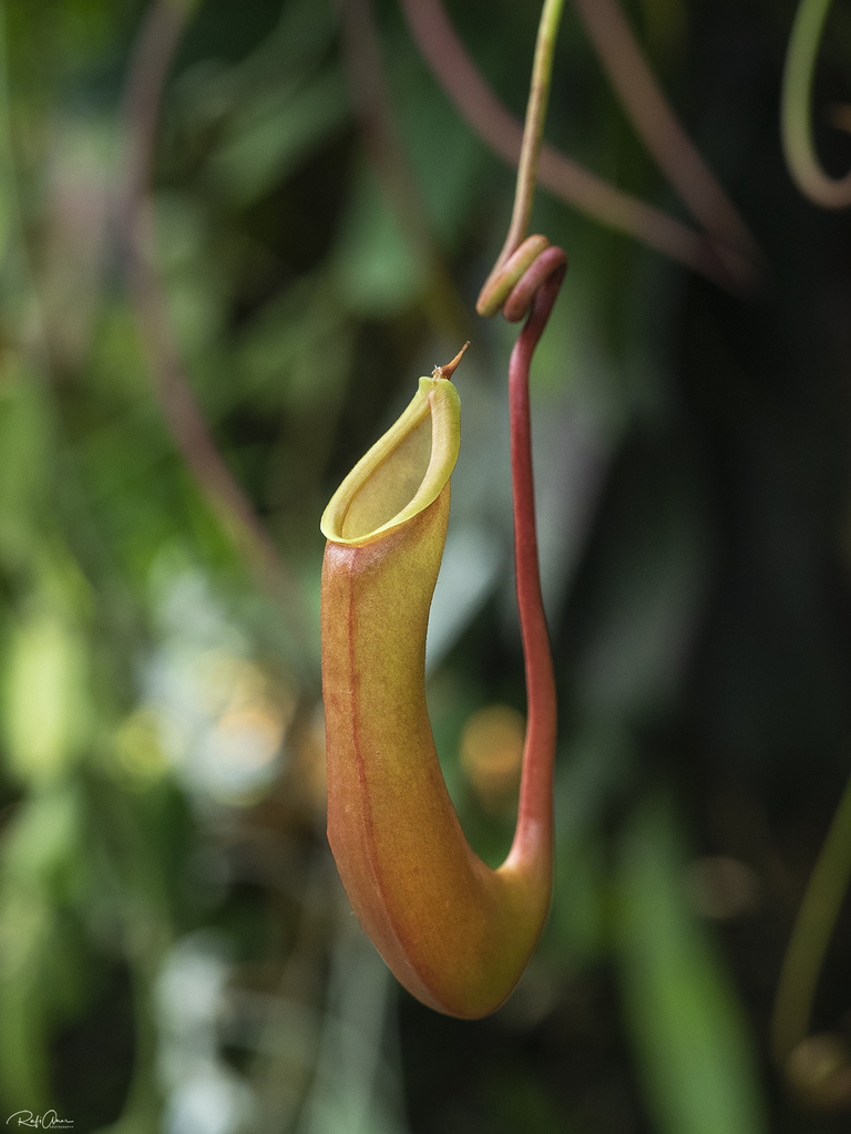 Nepenthes neglecta Macfarl. 2