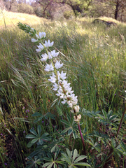 Lupinus albicaulis