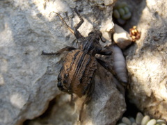 Brachycerus undatus
