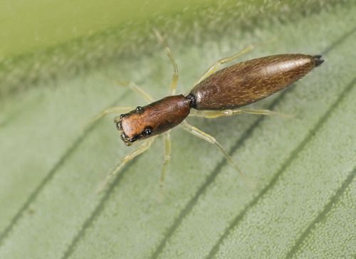Synemosyna ubicki