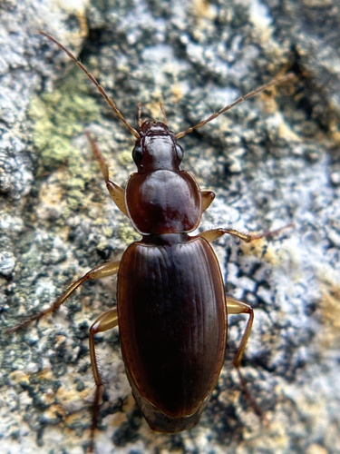 Tanystoma cuyama