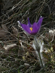 Pulsatilla montana