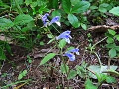 Scutellaria pekinensis