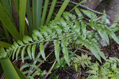 Asplenium lyallii
