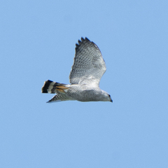 Buteo nitidus image