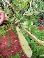 Millettia