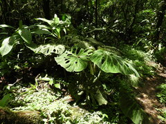 Philodendron verrucosum image