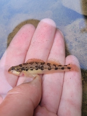 Saffron Darter photo 5