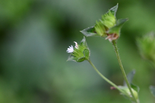 Elephantopus mollis image