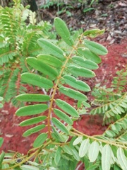 Millettia