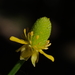 Ranunculus sceleratus - Photo Sem direitos reservados, uploaded by 葉子