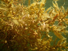 Sargassum natans