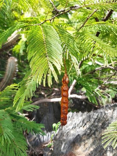 Anadenanthera macrocarpa