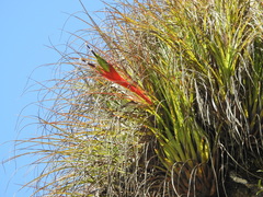 Tillandsia punctulata