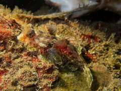 Synchiropus