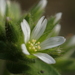 Sticky Mouse-ear Chickweed - Photo no rights reserved, uploaded by 葉子