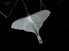 Actias